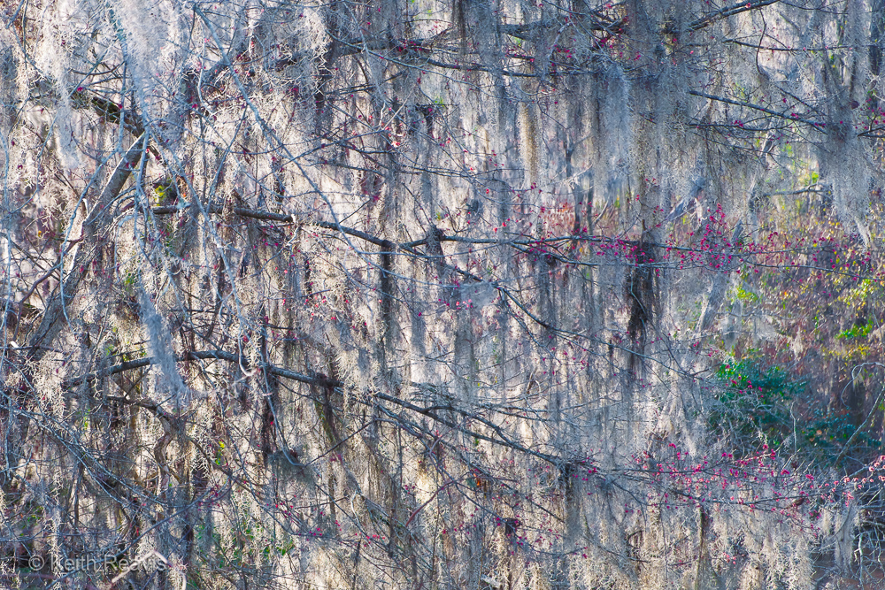 2013 Creek Spanish Moss Bartow GA 03_DxO.jpg