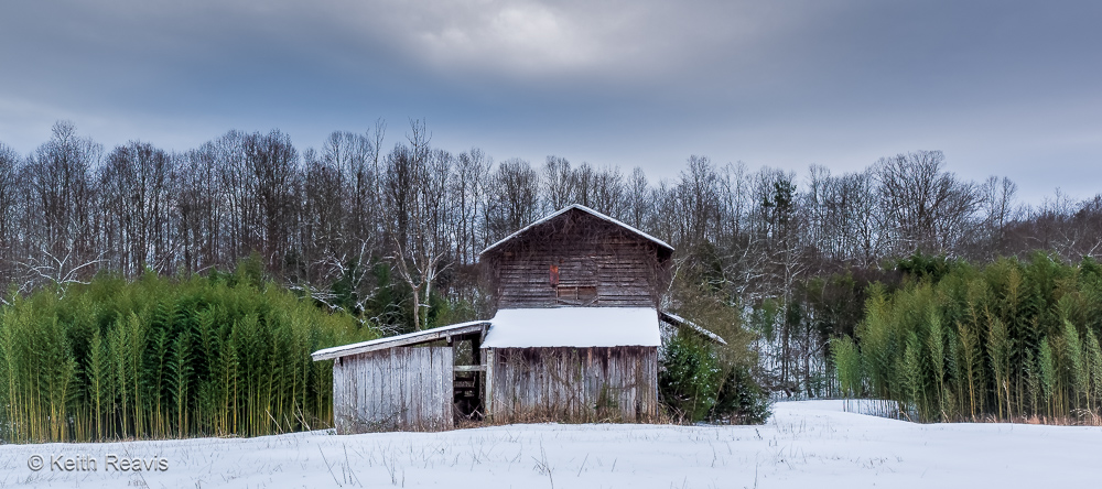 Bamboo, Barn, and Snow