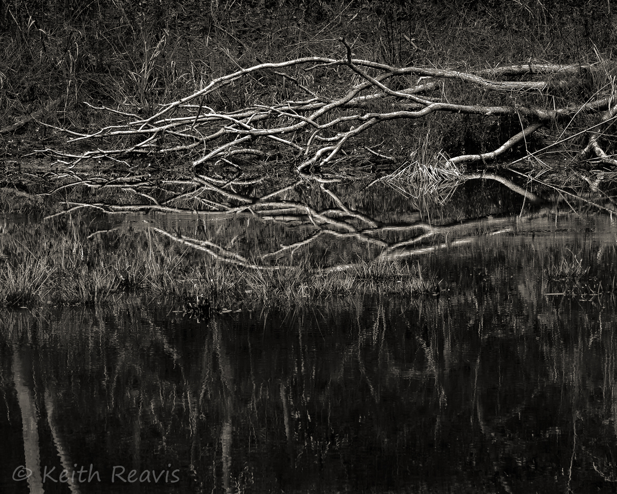 Fallen Tree Reflection at Lake Hampton #1.jpg