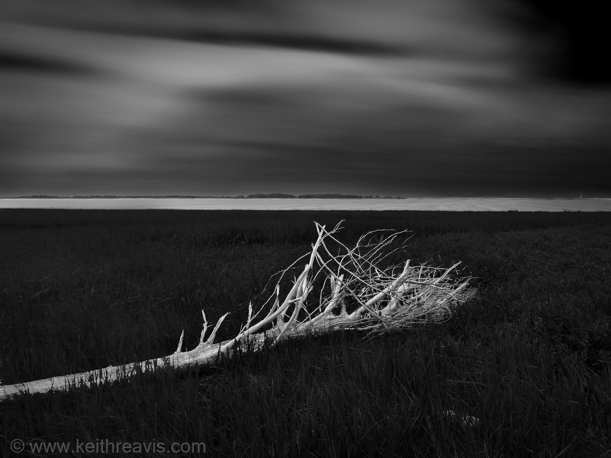 Fort Fisher Dead Marsh Tree _20200604_0004_DxO_Prime-Edit-2.jpg