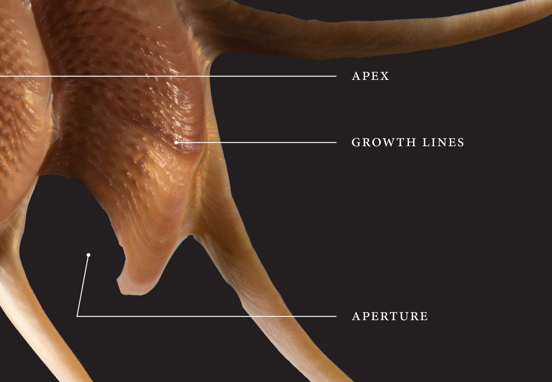 nmnh_poster1b.png