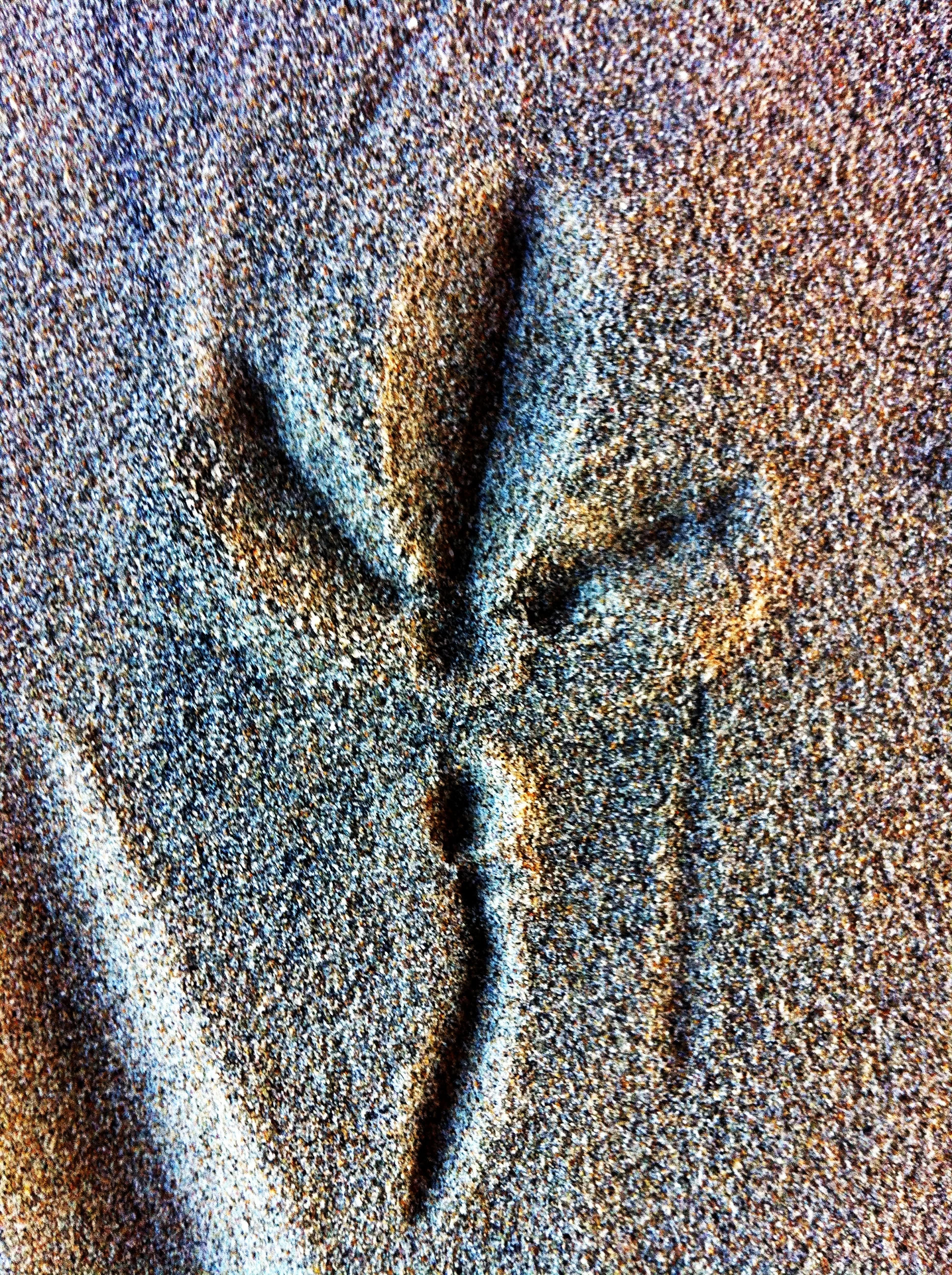 FOOT PRINT