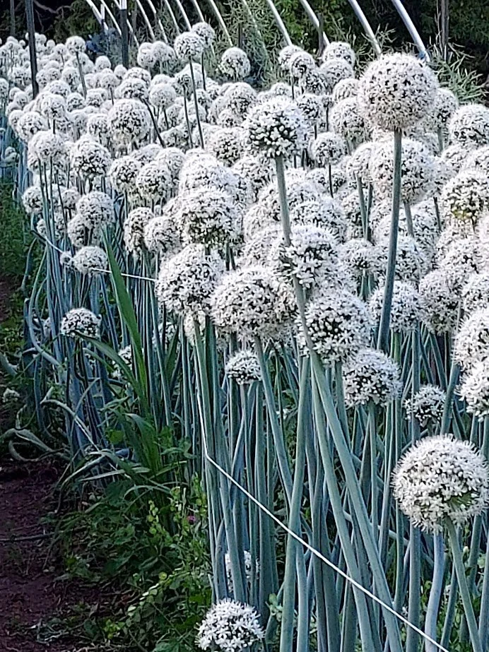 Bloom Tour - Cultivating The Commons