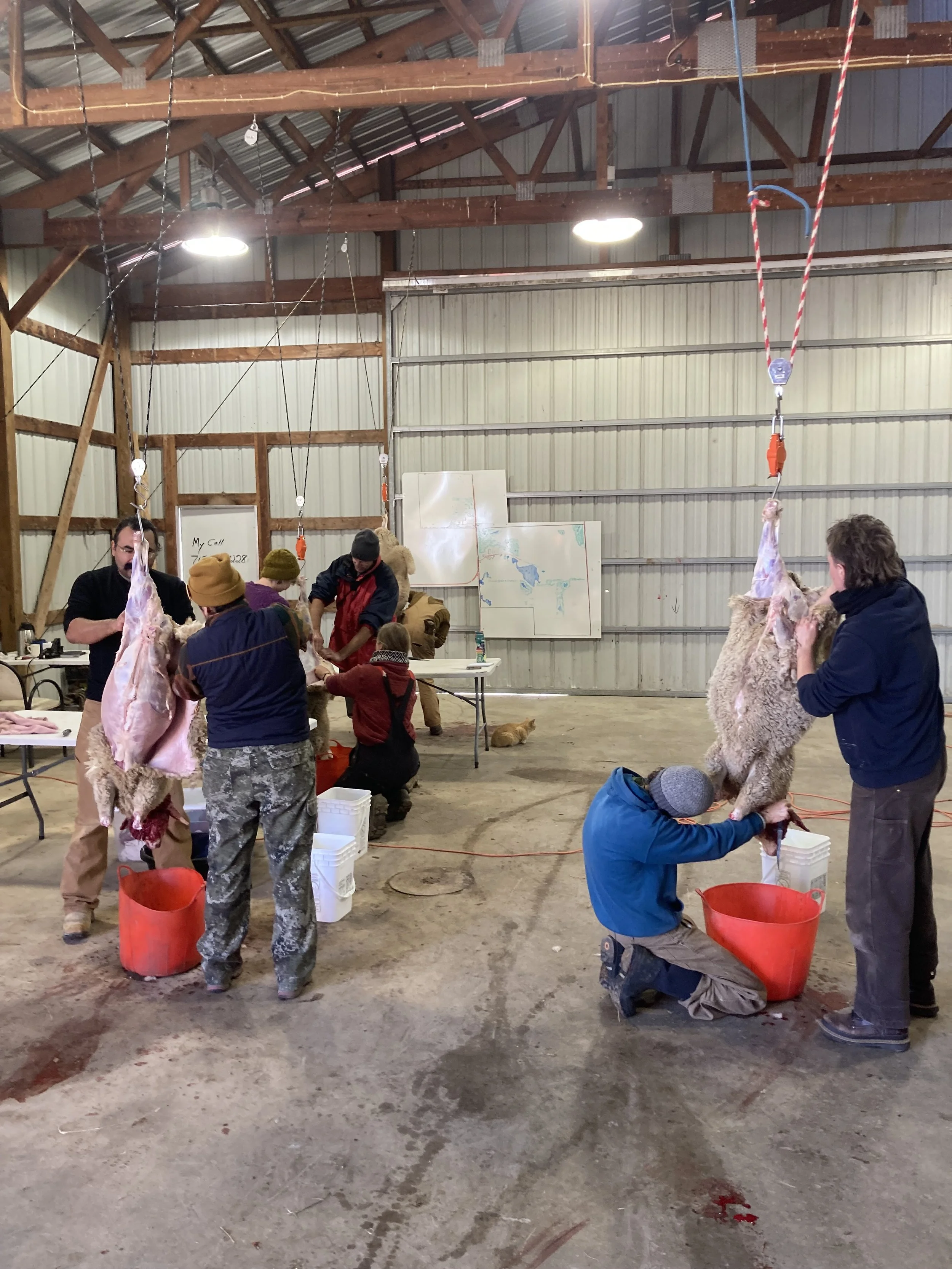 Slaughter Your Own Sheep Class DAY 2