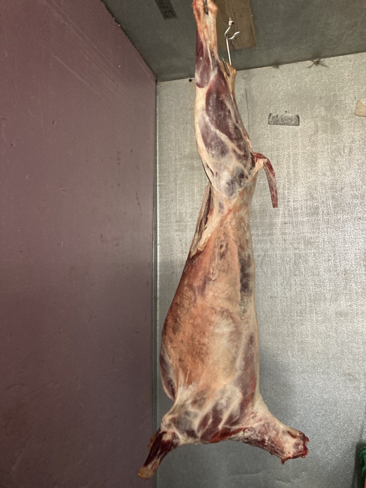 Sheep Slaughter Demonstration Class