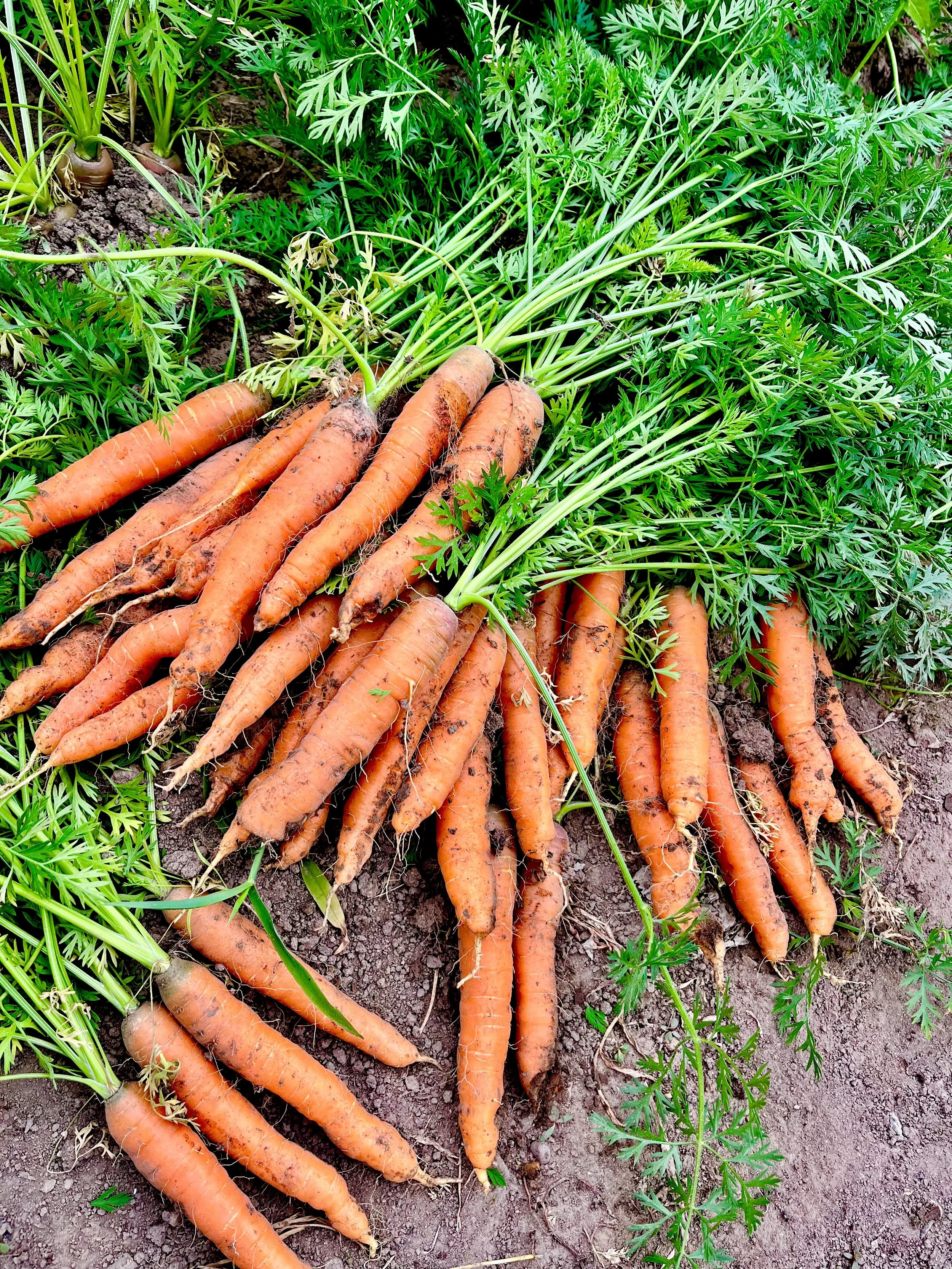 FullSizeRender (1).jpg