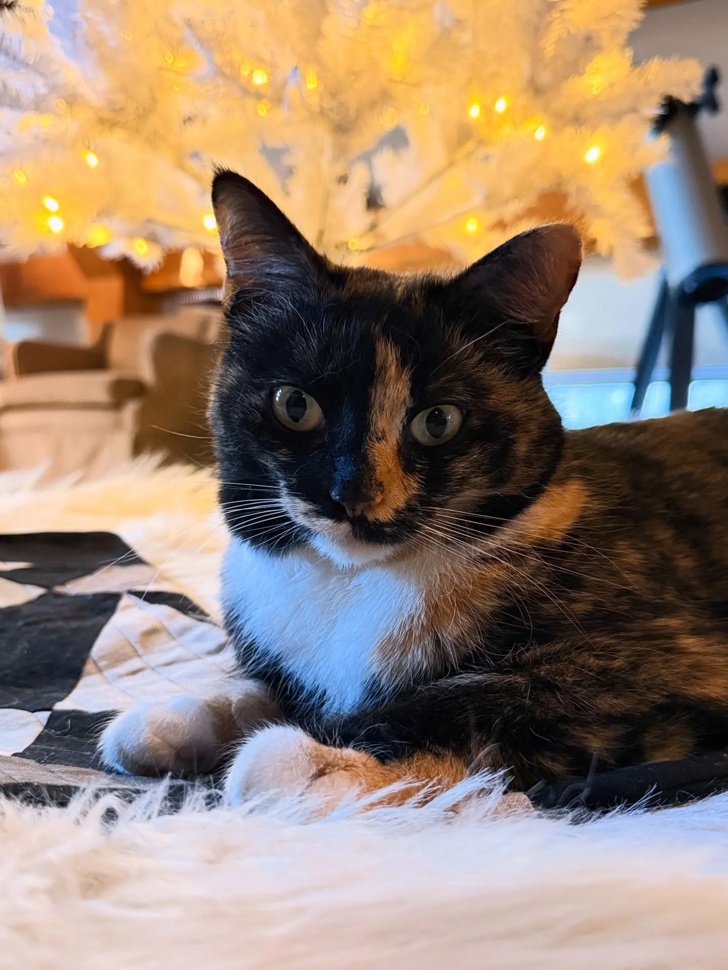 Happy holiday season from this pretty princess. May you find the moments of peace and joy that make this season what it is. Hug the ones you love, light a candle for the ones that are no longer with us, and try to soak in the beauty all around you. ?