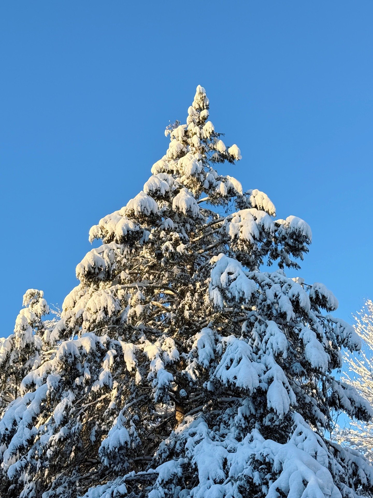 A blue bird day like this in Maine deserves a spot on the grid! There were drastic plan changes, illnesses and over a foot of heavy white stuff this Holiday week but I am still grateful for everything I have in this life, while still holding space fo