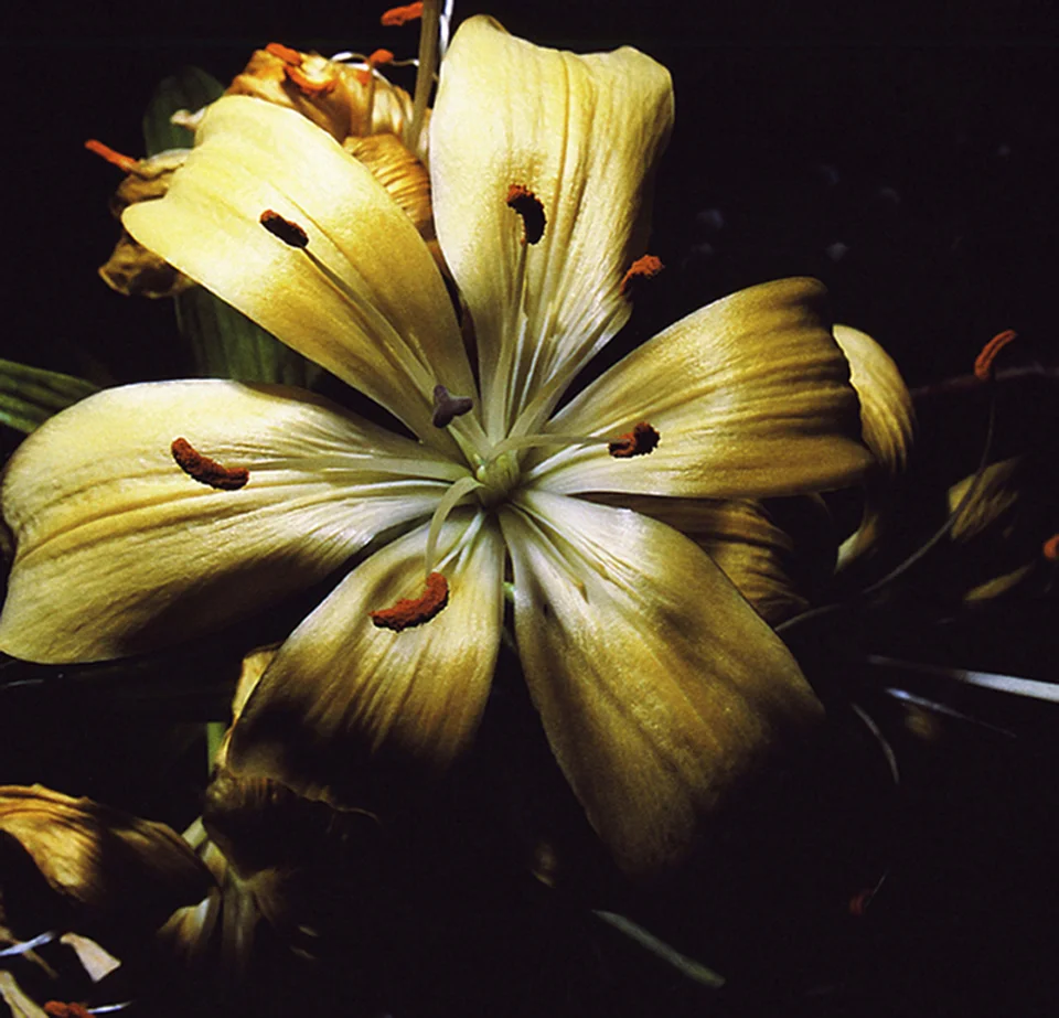 Plants_flowers_005cropsmallREVISED.jpg