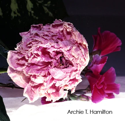FLOWERBYTHEWINDOW810_SSpace.jpg