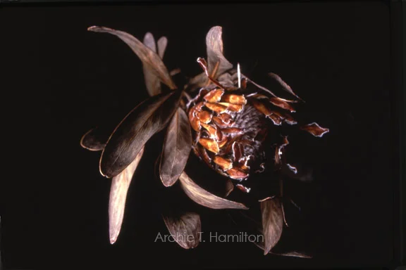 Plants_flowers_etc_001__SSpace.jpg