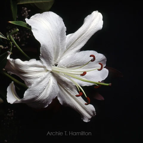 WhiteFlower_SSpace.jpg