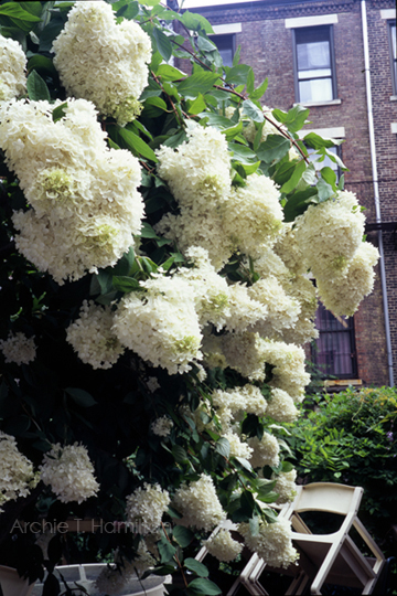 Hydrangeas_in_Harlem_SSpace.jpg