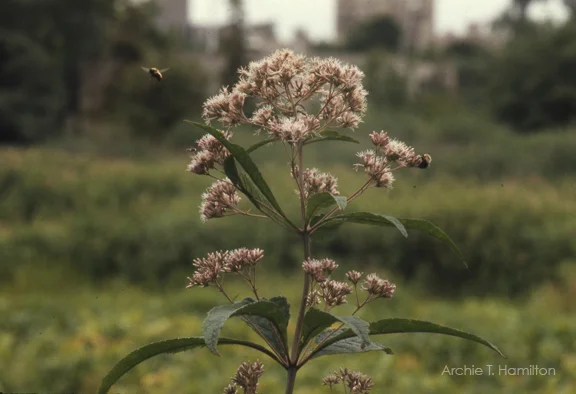 AH001FlowerGreen.jpg