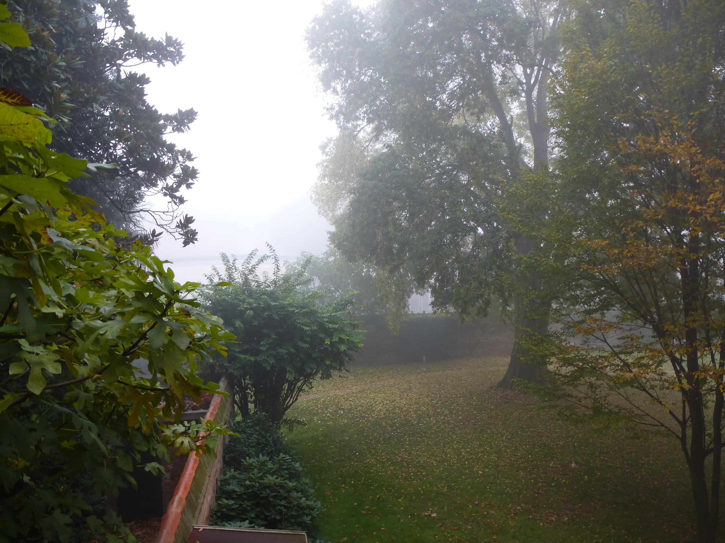 The hidden garden in the mist