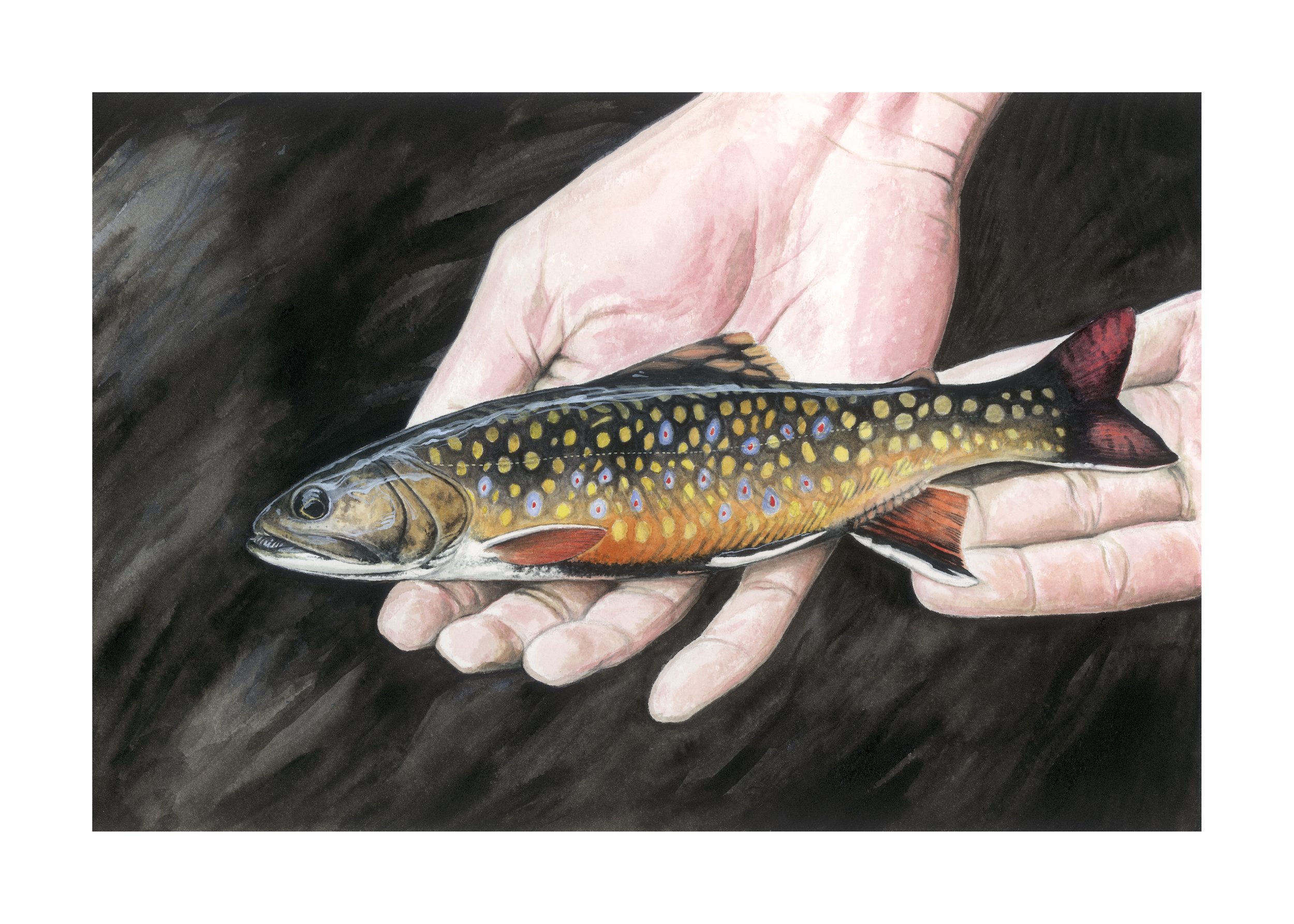8x12_withborder_PRINT_TroutInHand_ioscan122017.jpg