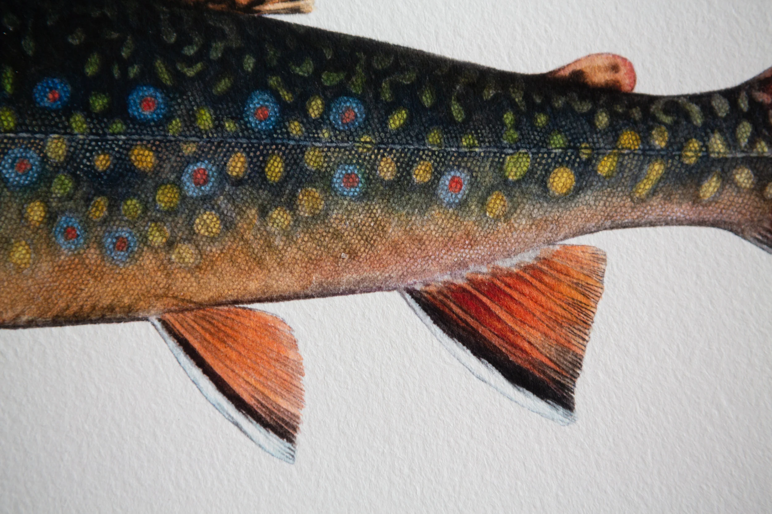 brook_trout_print_detail-3.jpg