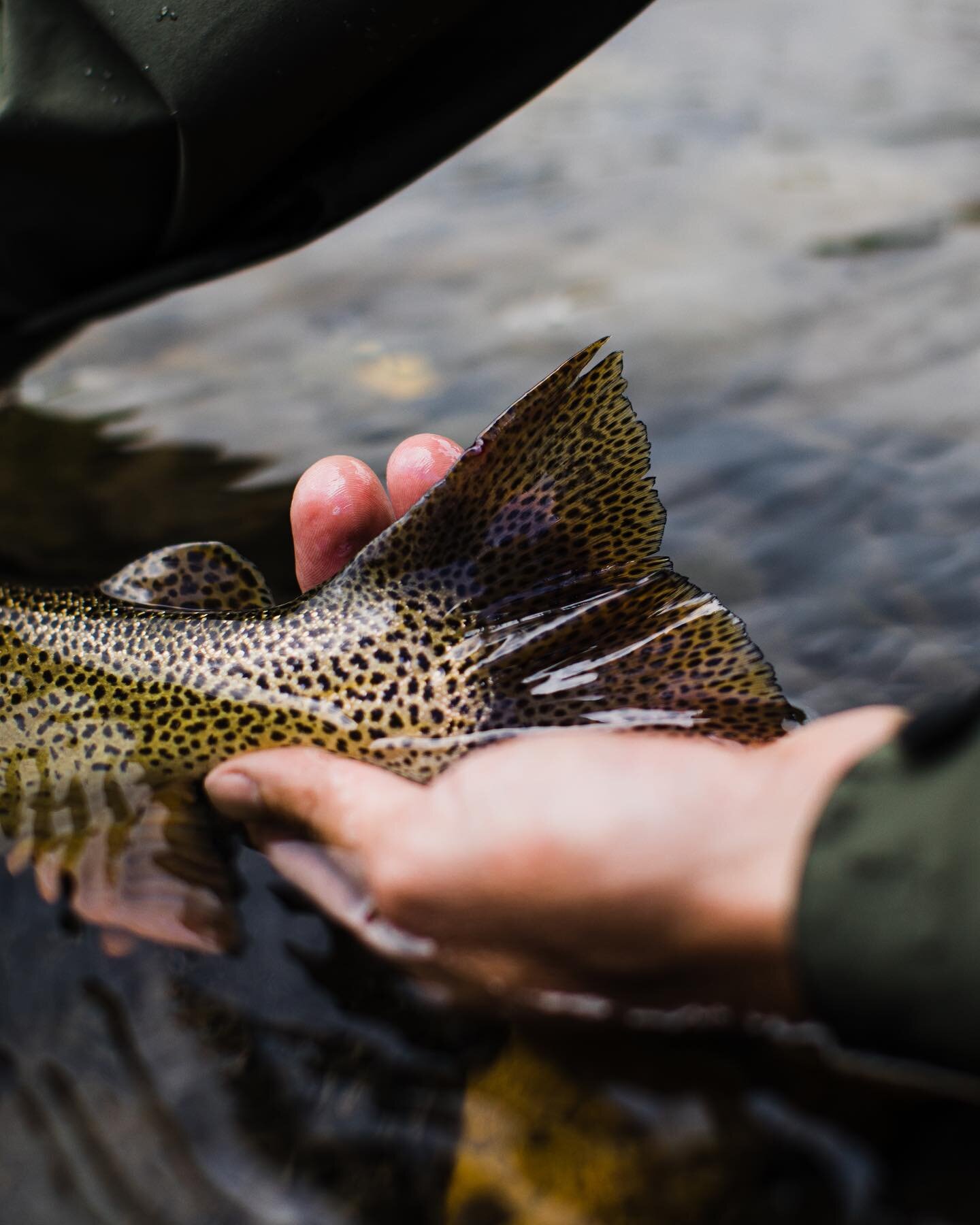 Mountain magic from warmer days... Spectacular and unique details of a Snake River Fine Spotted Cutthroat Trout. If measured by nothing more than pure aesthetics, what&rsquo;s your favorite fish to chase, and why?