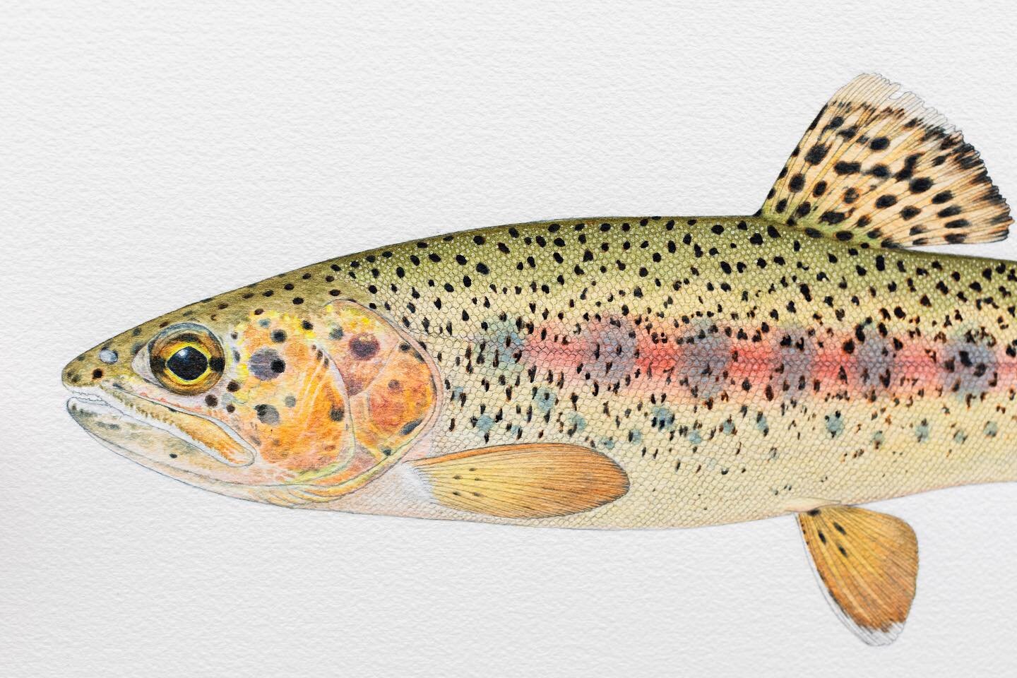 The Baja California Rainbow Trout aka Nelson&rsquo;s Trout Original is still available! A 1/1 watercolor painting of this incredibly rare trout. These typically don&rsquo;t last long &mdash; so if you&rsquo;ve been dreaming about owning some of Chase