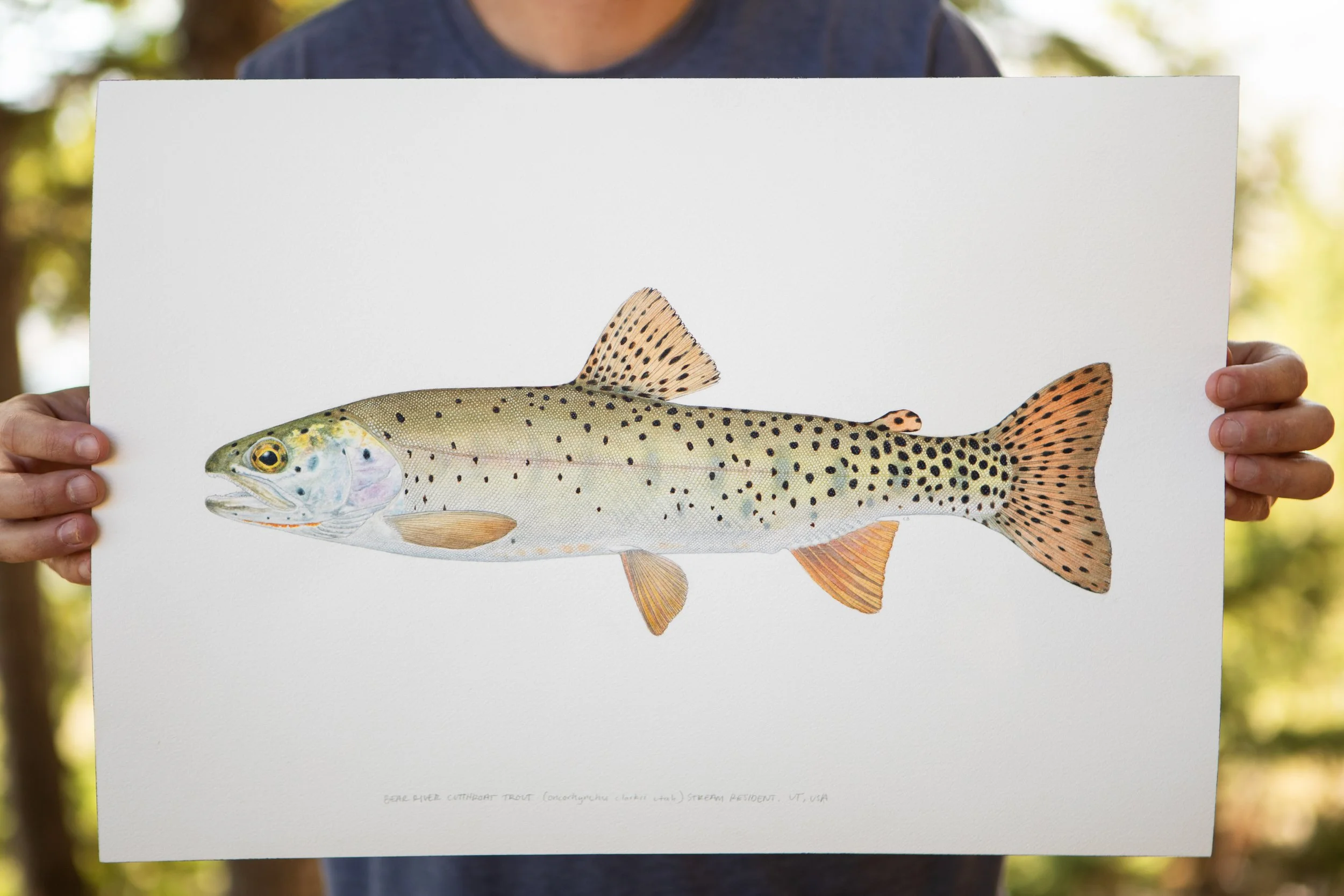 C-BARTEE-BEAR-RIVER-CUTTHROAT-PAINTINGS-001.JPG