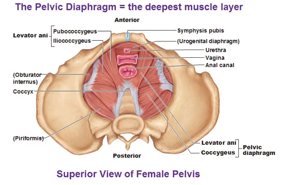 Pelvic Floor Muscle Exercises Tips For Technique Sian Smale