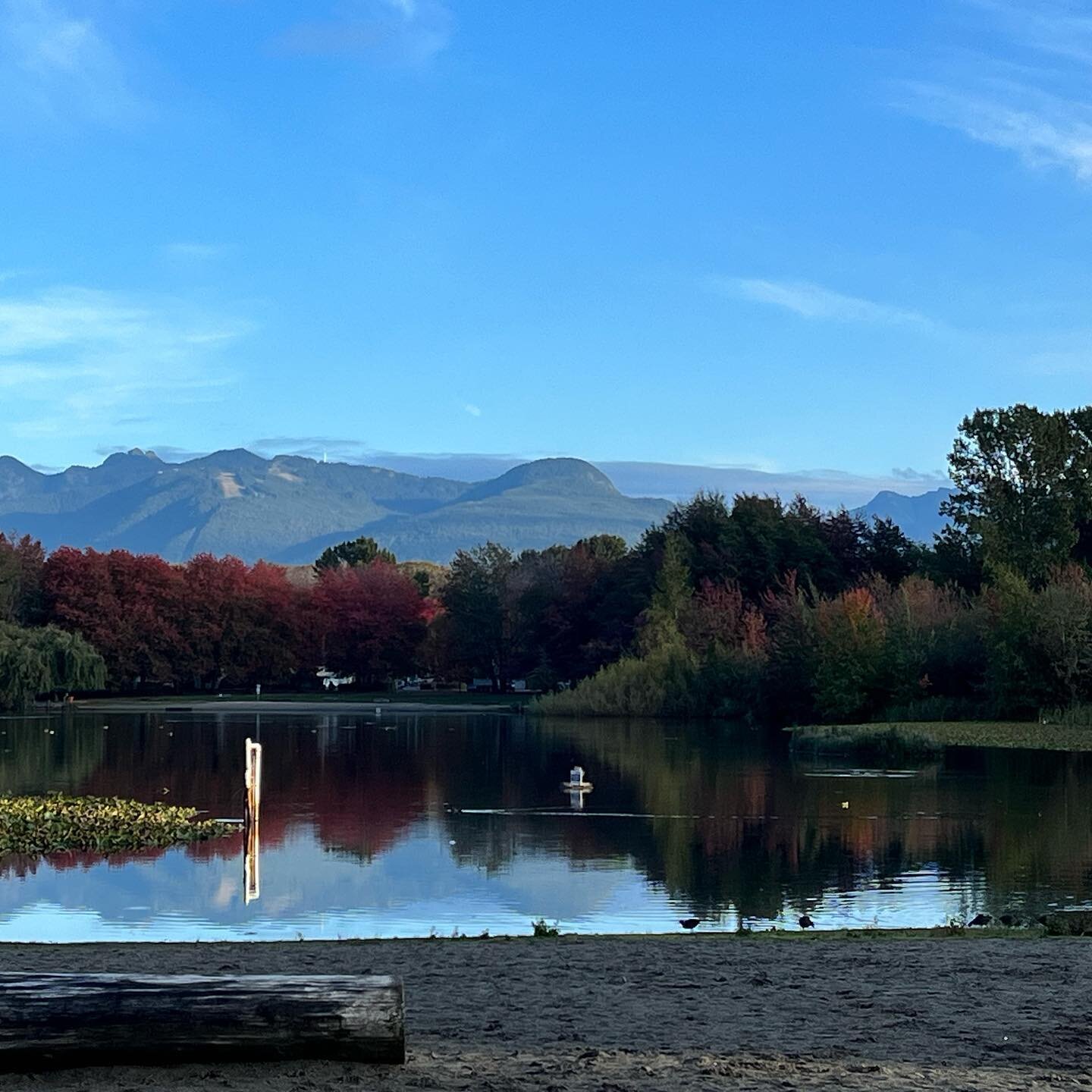 The view on my walk this morning. Grouse Mountain from Trout Lake.