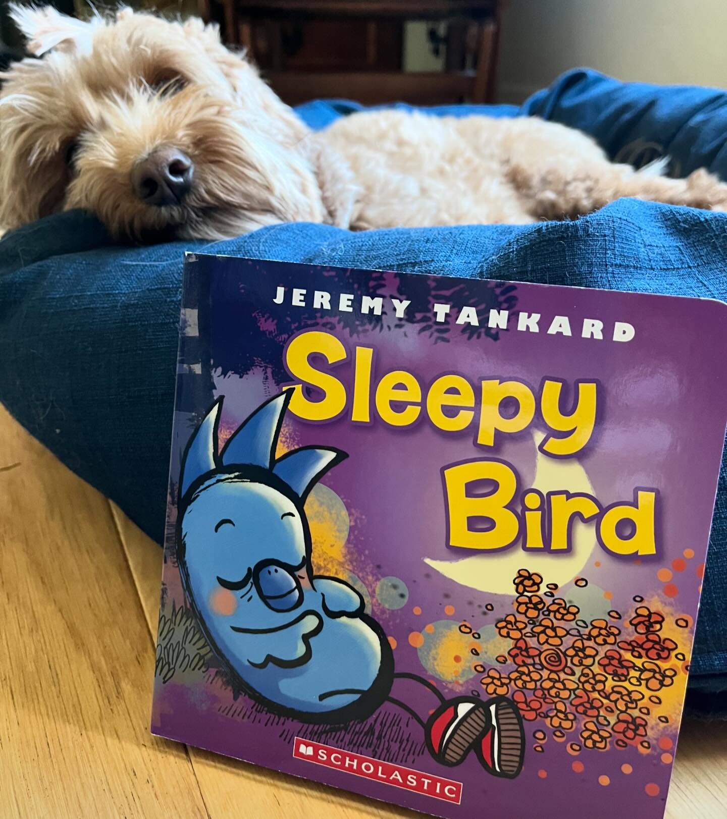Sleepy Bird, soon to be available in new Fun Size format (aka, board book). @scholasticcda @scholastic