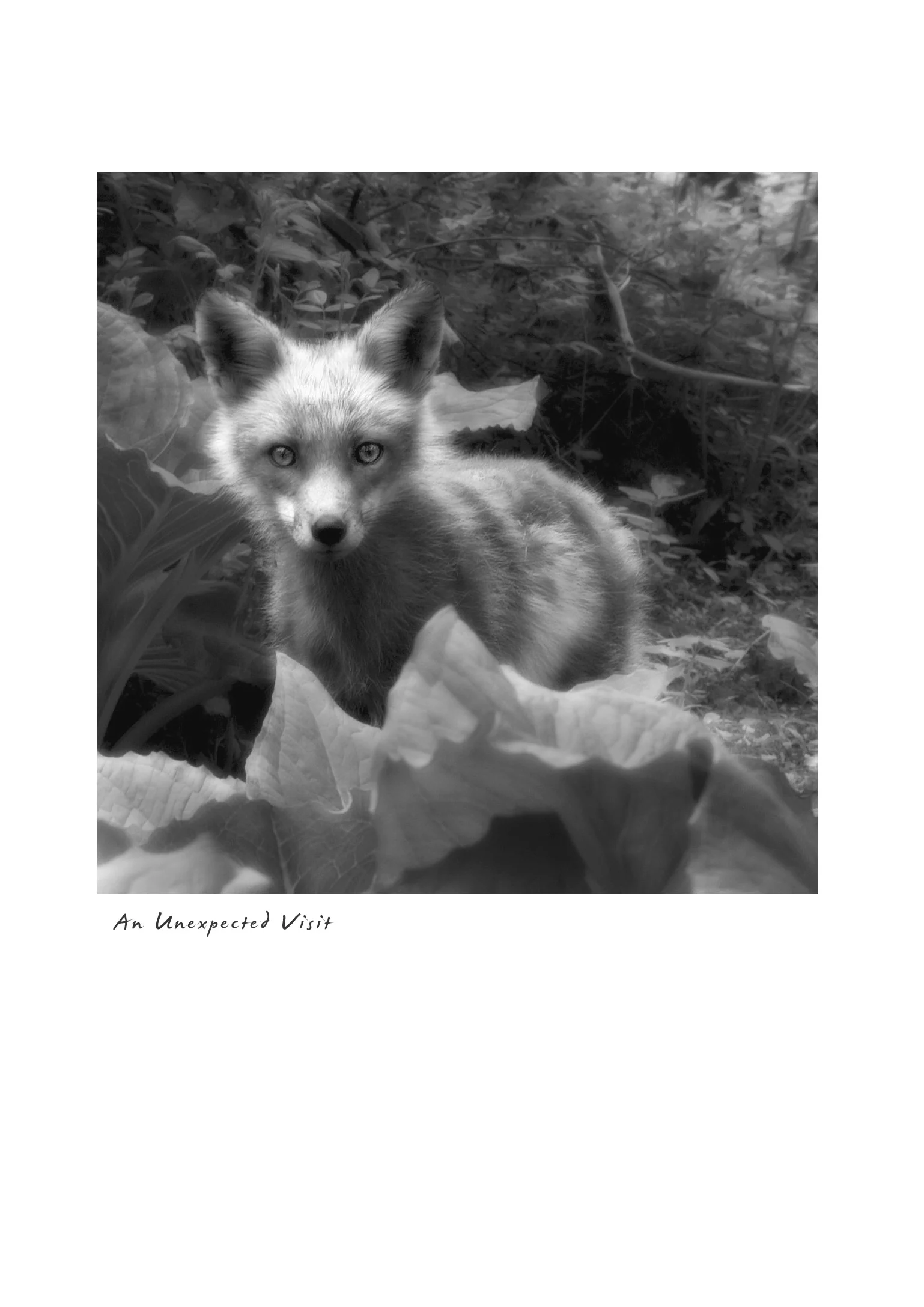 An Unexpected Visit