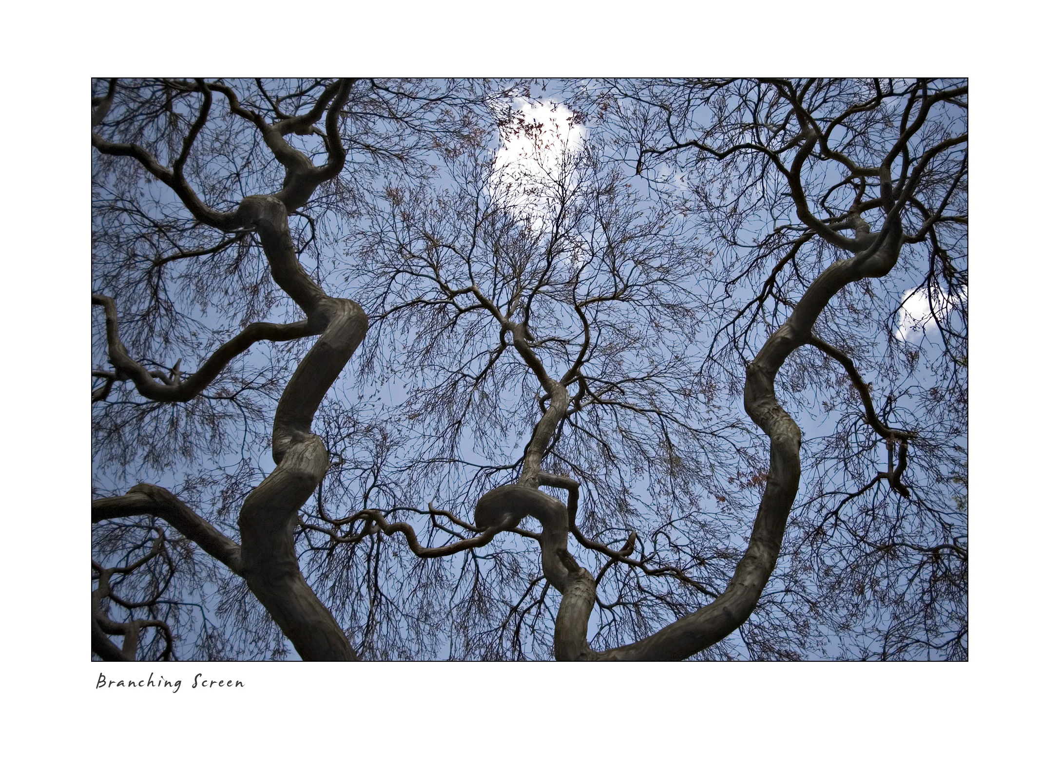 Branching Screen