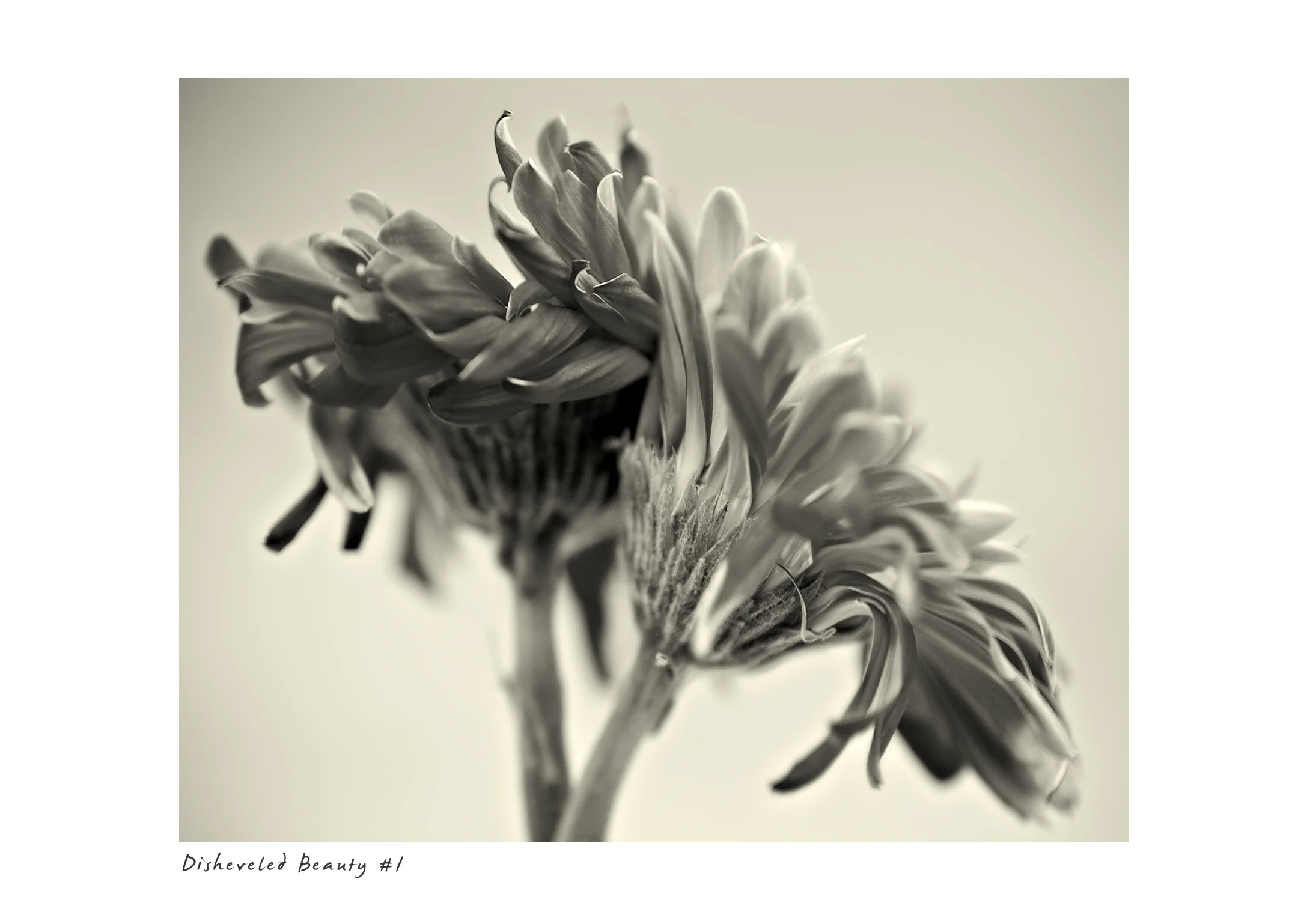 Disheveled Beauty #1