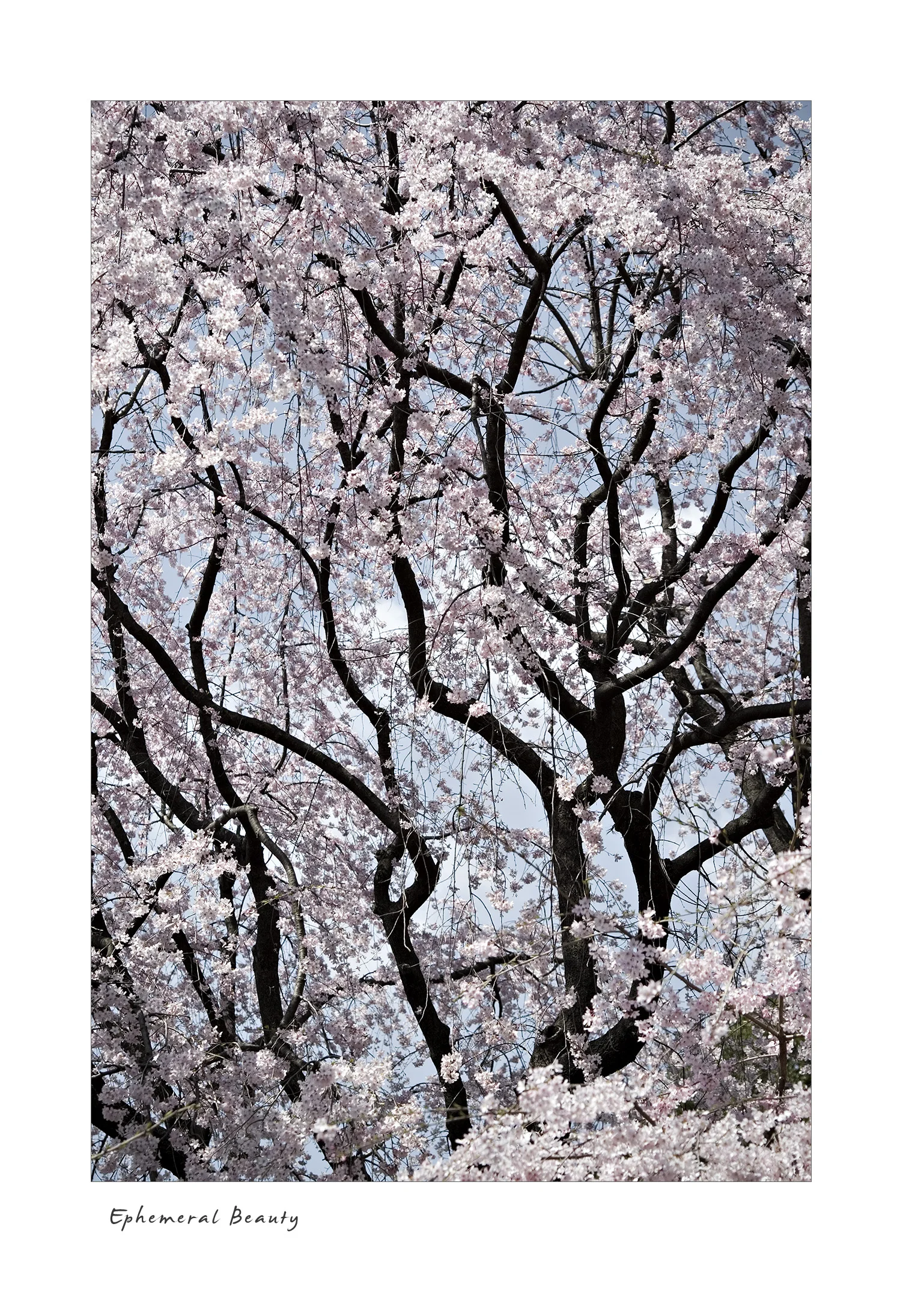 Ephemeral Beauty