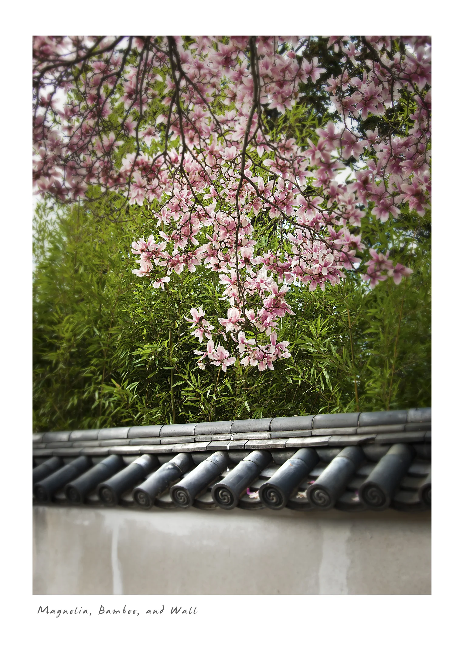 Magnolia, Bamboo, and Wall