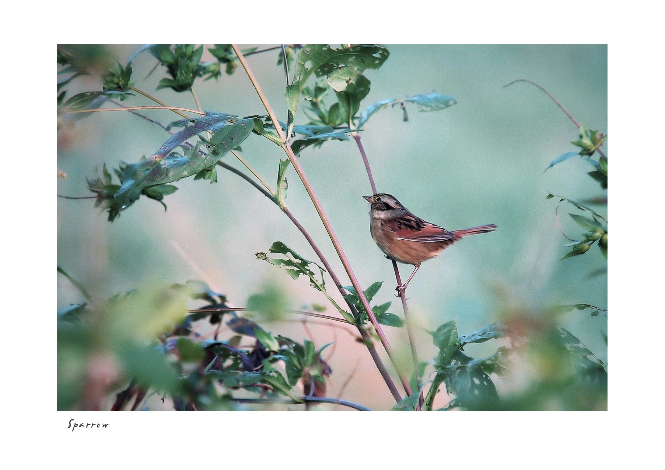 Sparrow