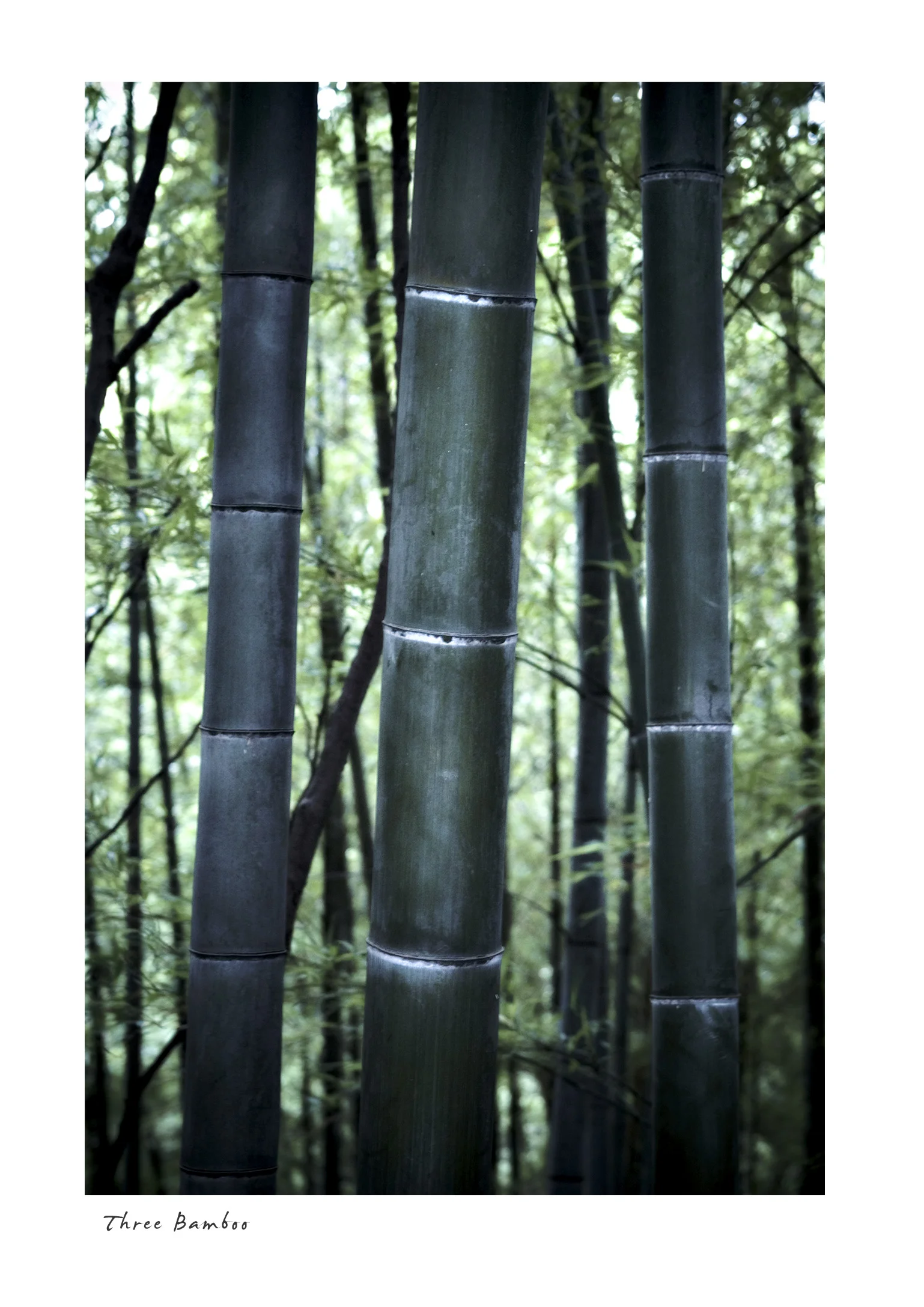 Three Bamboo