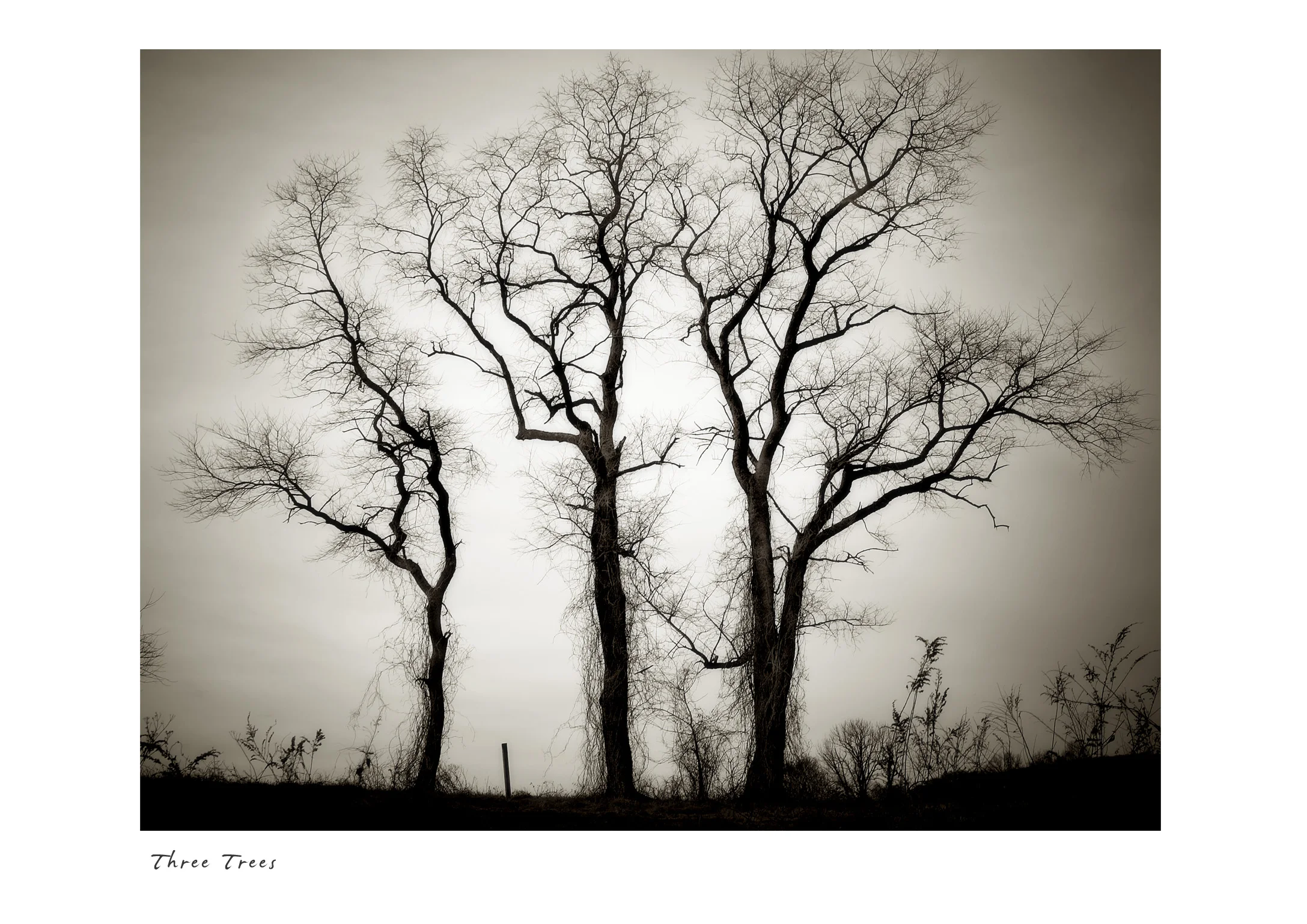 Three Trees