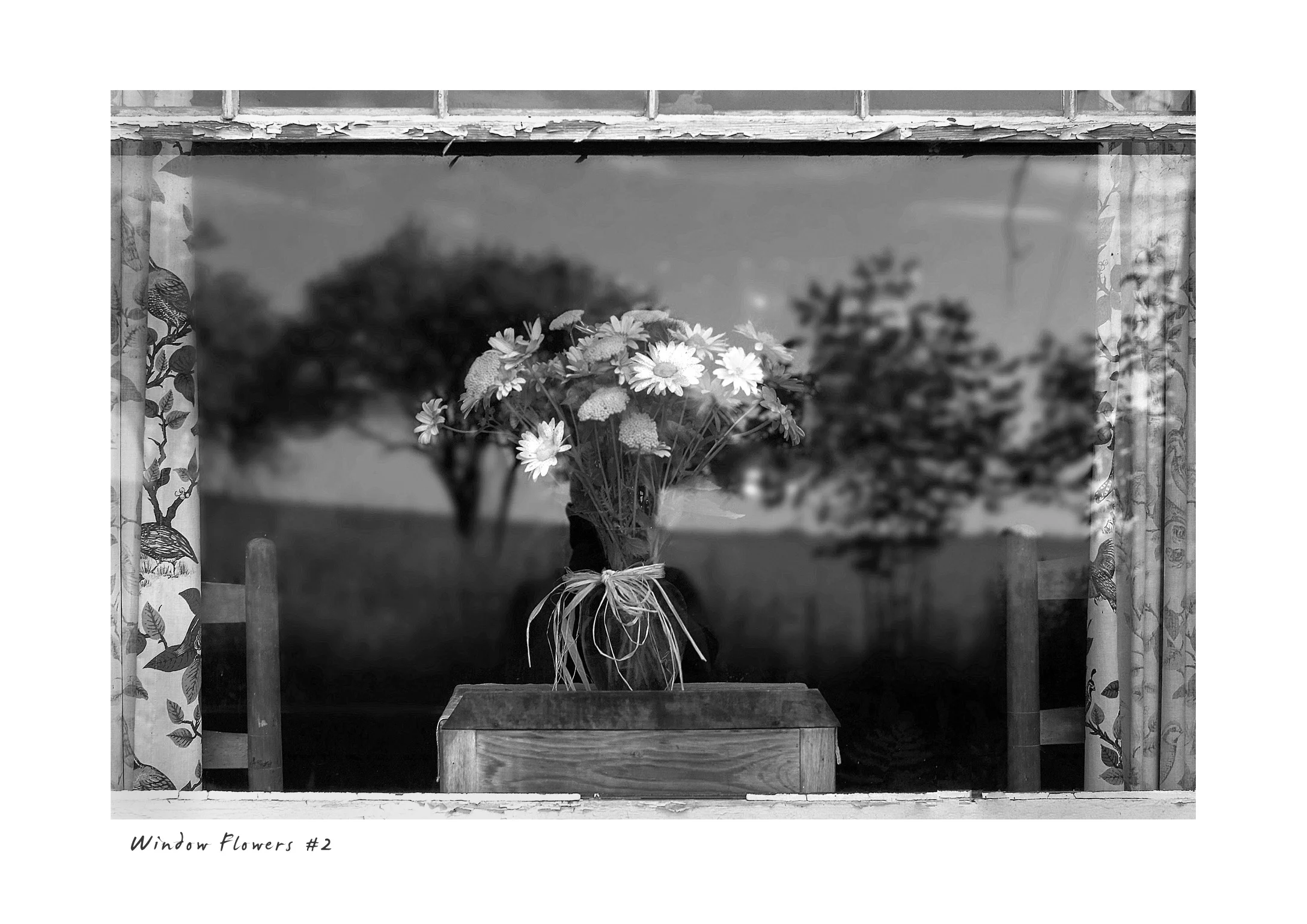 Window Flowers #2