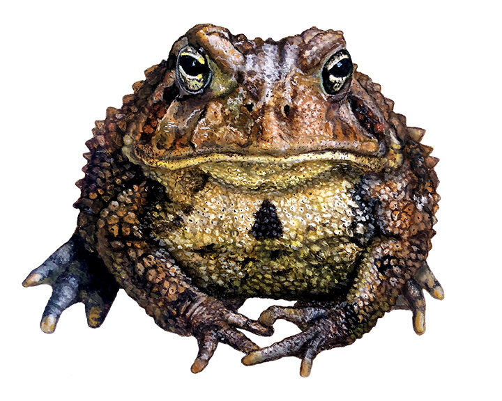 Toad_Web.jpg