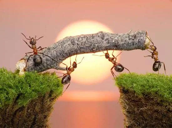 ants working together.jpg
