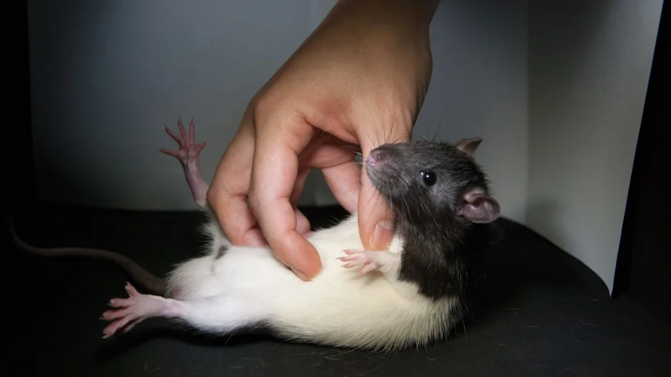This will make the rat strong! If you are training martial arts rats, make sure the rat also gets to tickle you.