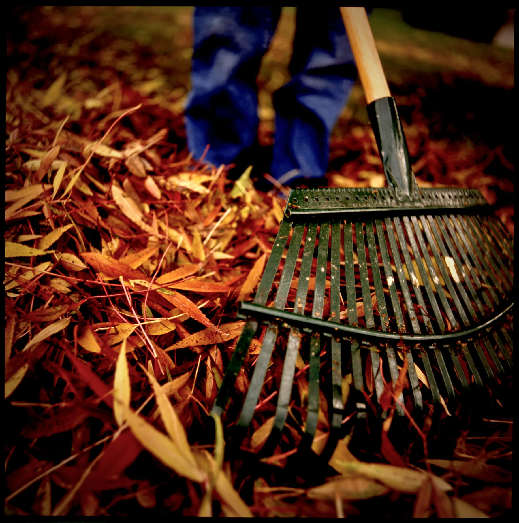 Leaf Raking Competition 