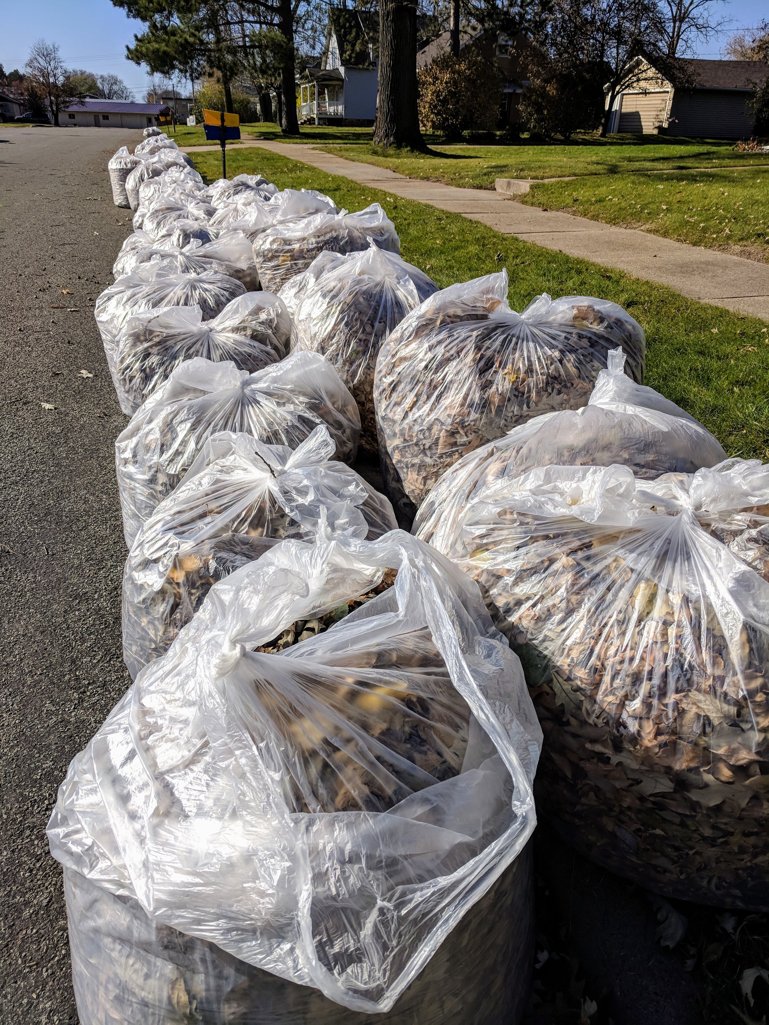 Report: Competitive Leaf Raking