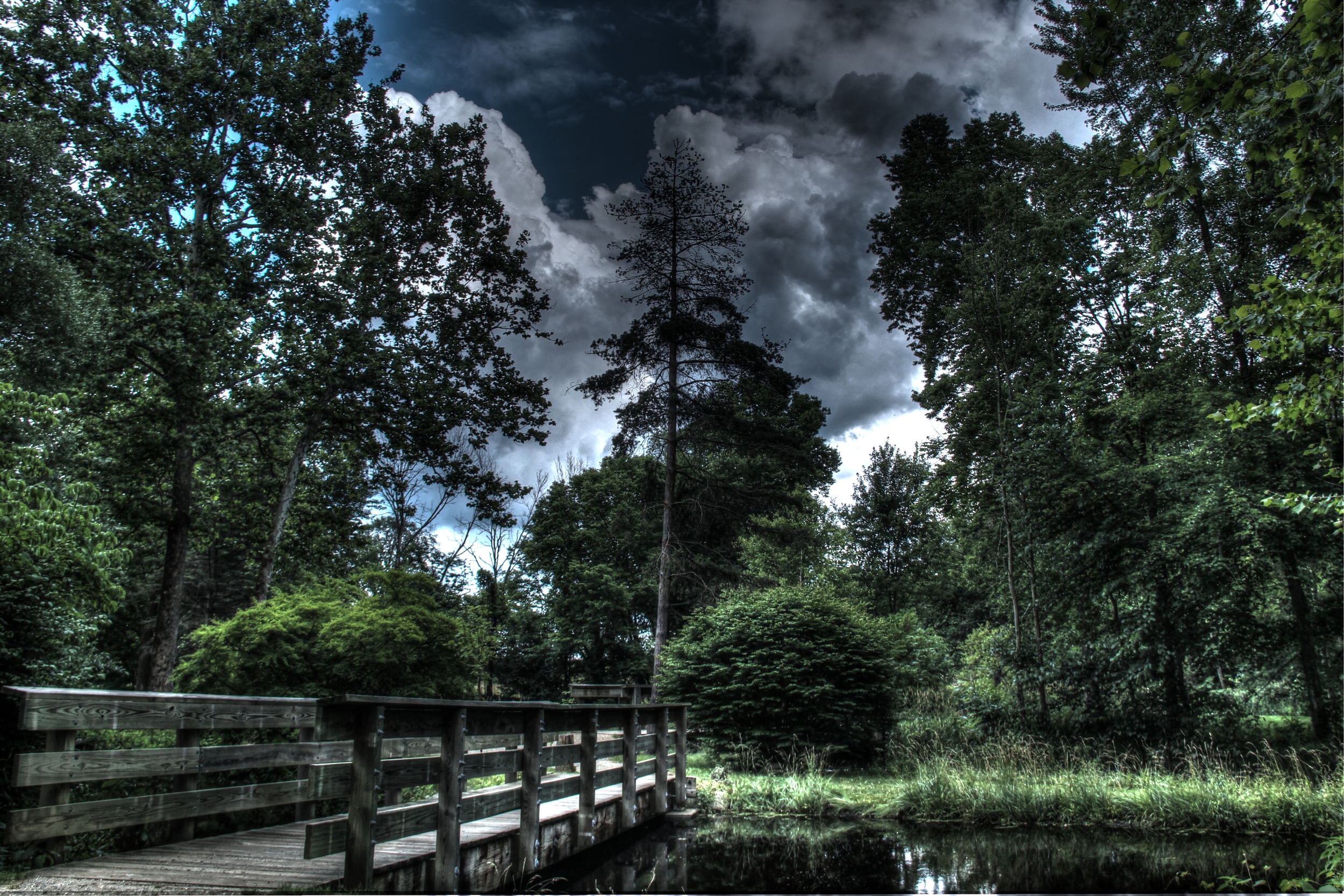Forest Sky Creative.jpg