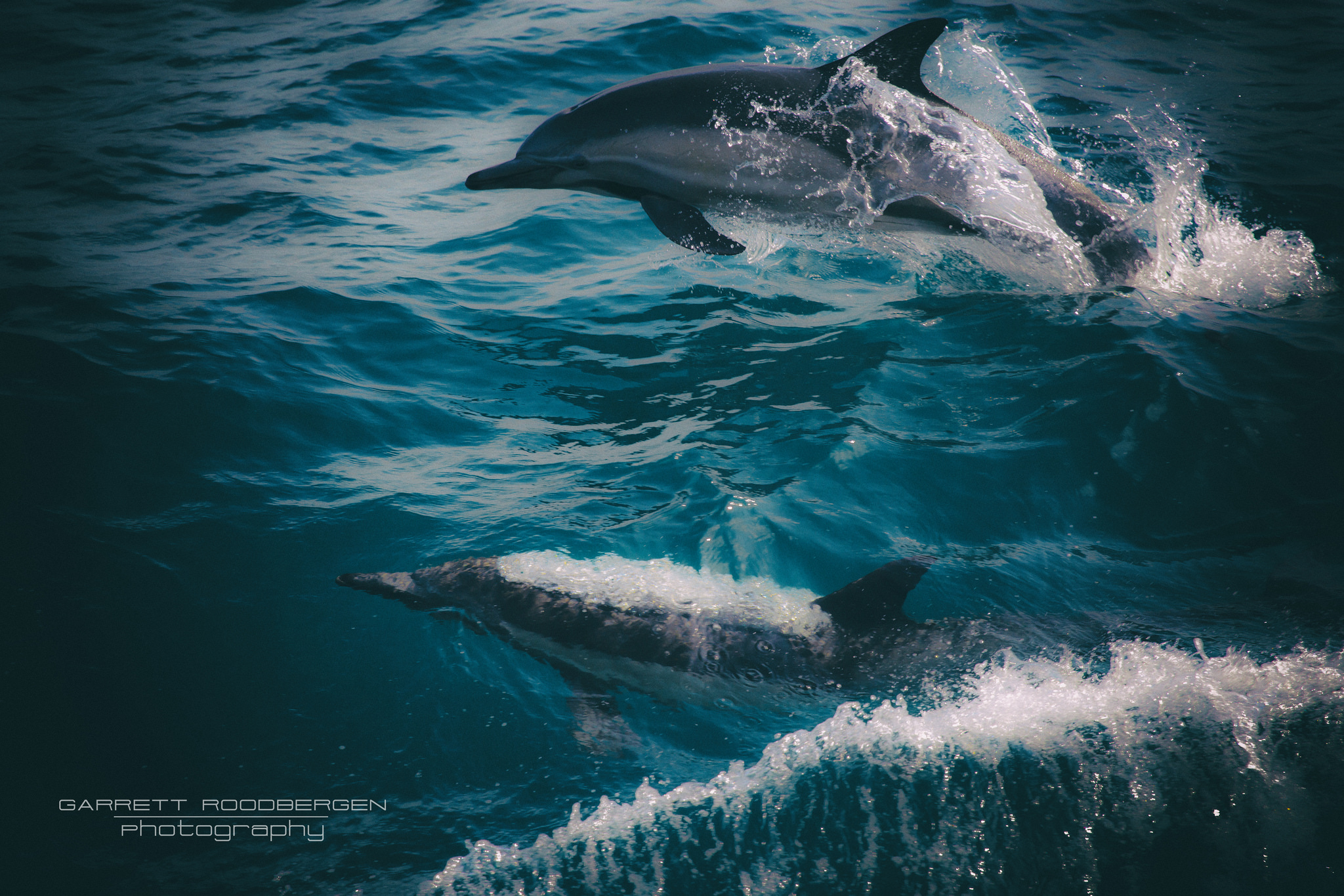 Free as a Dolphin #ocean #wildlife #freedom #summerbreeze