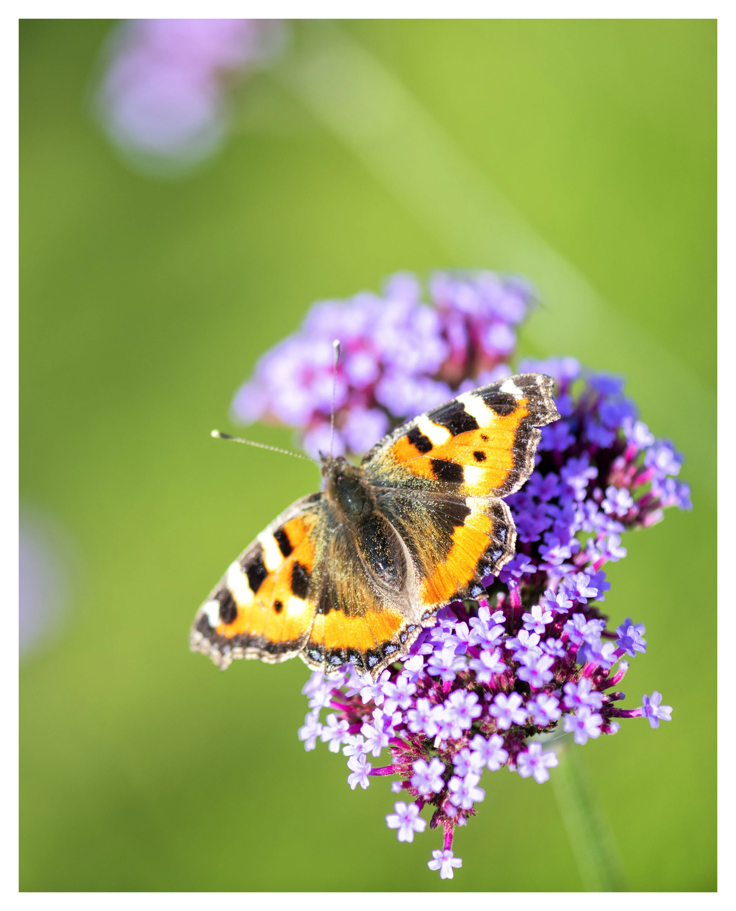Butterfly 1.jpg