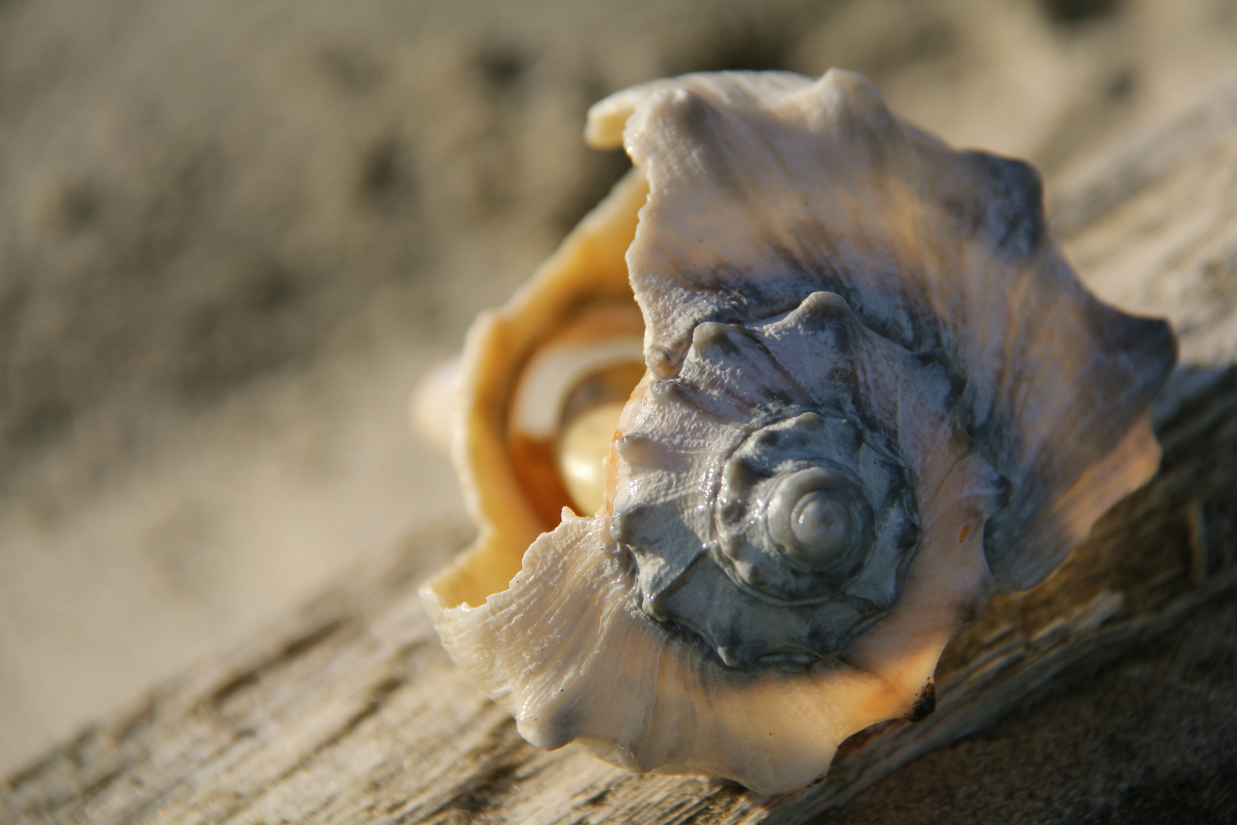 illuminated-seashell