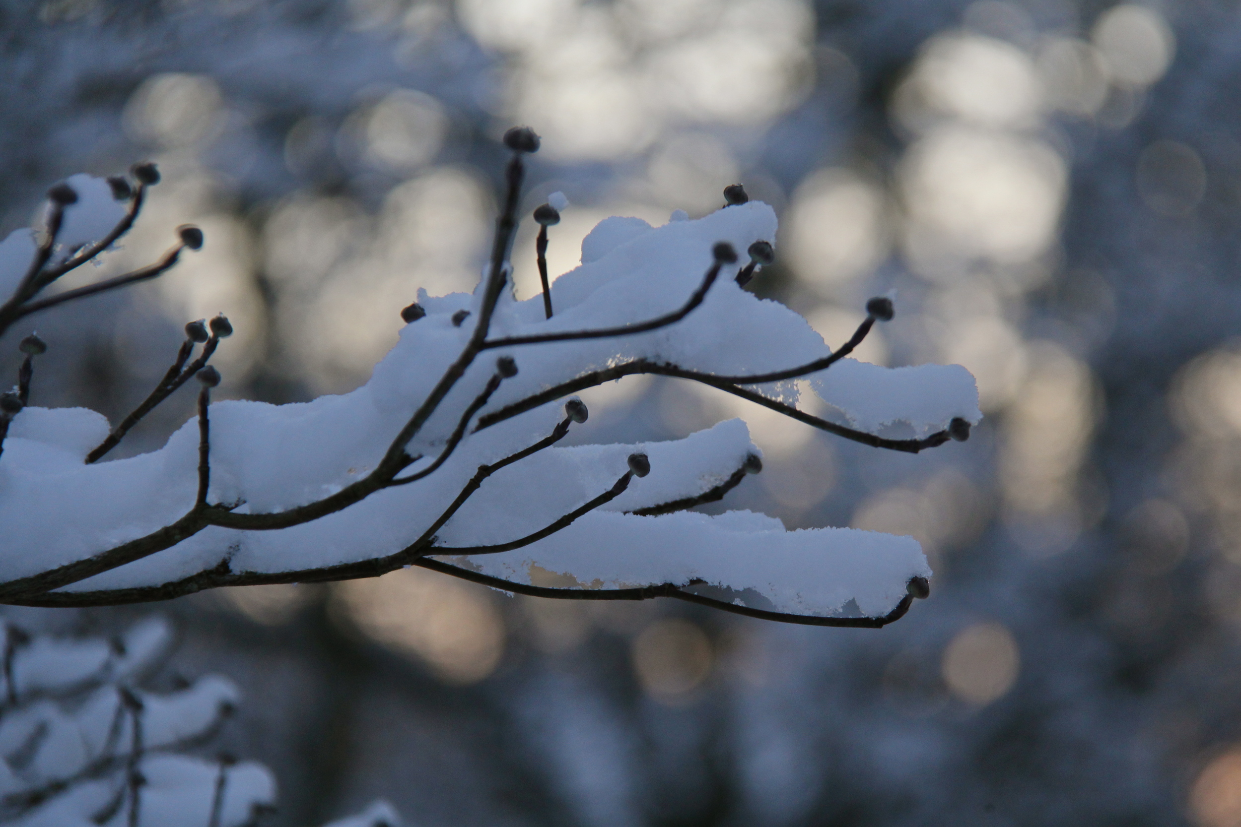 winter-branch-bokeh