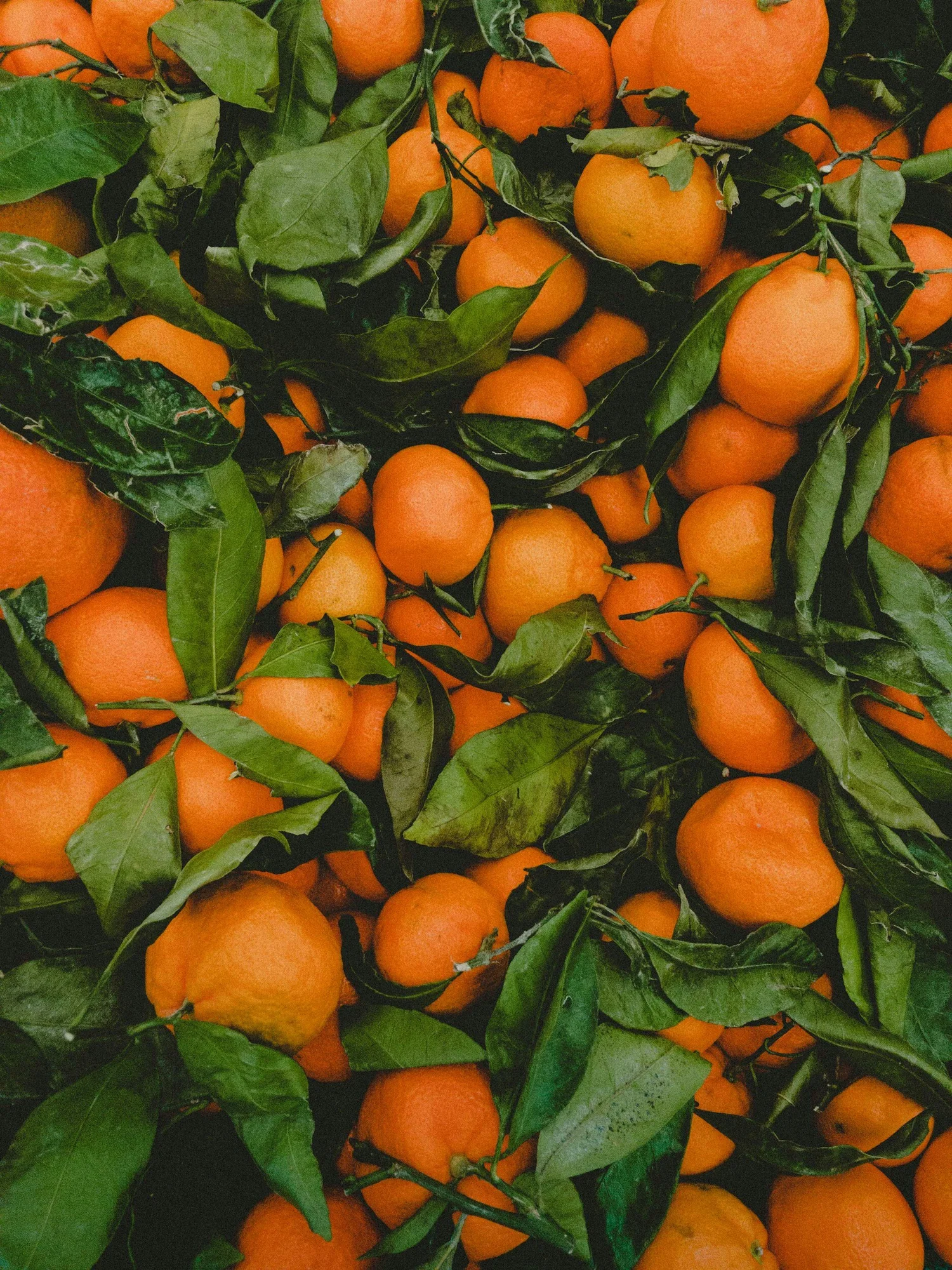 Taylor Nutrition