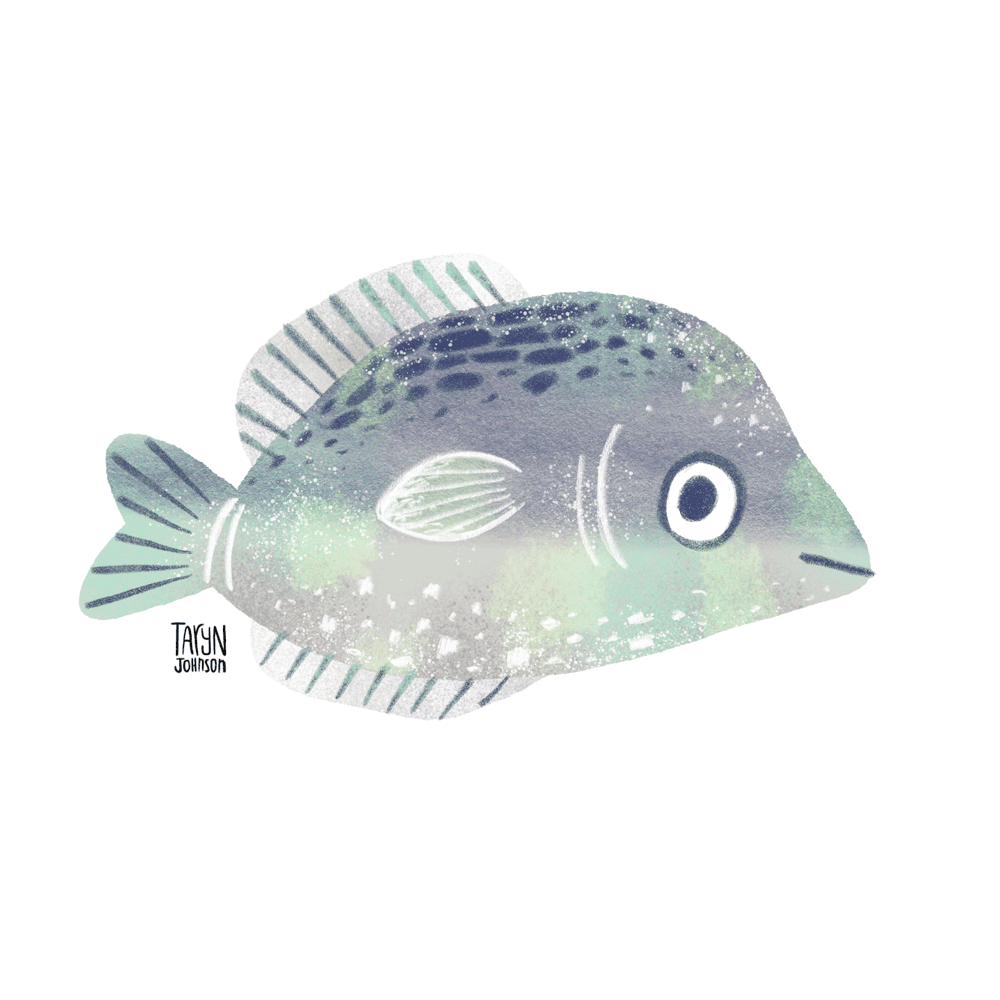 12/100 a which way fish?