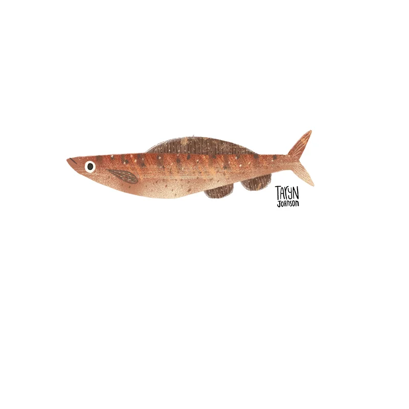 Fish035_tarynjohnson.jpg