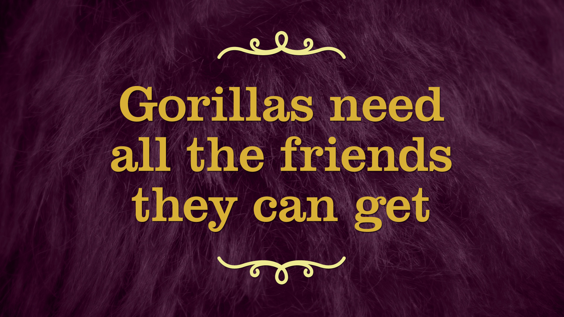 Gorilla_magenta.jpg